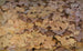 Serpiente Copperhead sobre hojas muertas estudio para el libro La coloración disimuladora en el reino animal - Abbott Handerson Thayer — vista de la obra