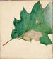 Study on Oligocentra lignicolor Walker for the book Concealing Coloration in the Animal Kingdom - Abbott Handerson Thayer — artwork view