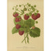 Flore y Pomone neerlandesas Pl02 - Abraham Jacobus Wendel — vista de la obra