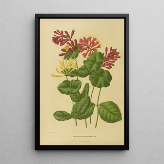 Abraham Jacobus Wendel - Nederlandsche flora en pomona Pl03.webp