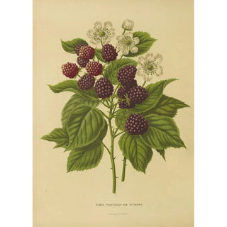 Abraham Jacobus Wendel - Nederlandsche flora en pomona Pl05.webp