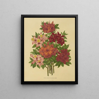 Abraham Jacobus Wendel - Nederlandsche flora en pomona Pl15.webp