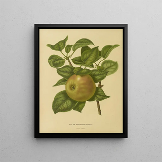 Abraham Jacobus Wendel - Nederlandsche flora en pomona Pl23.webp