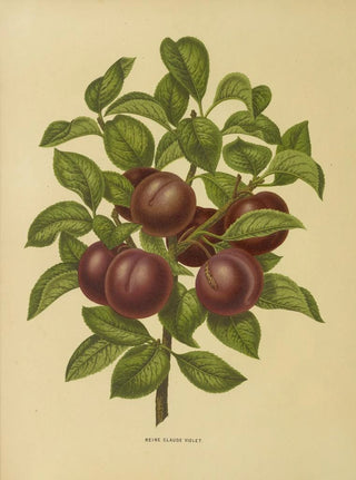 Abraham Jacobus Wendel - Nederlandsche flora en pomona Pl24.webp