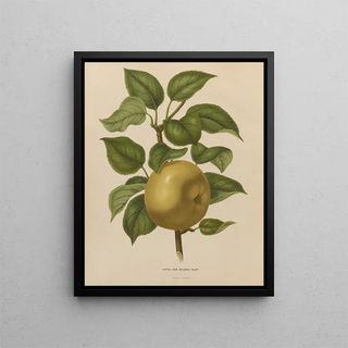 Abraham Jacobus Wendel - Nederlandsche flora en pomona Pl38.webp