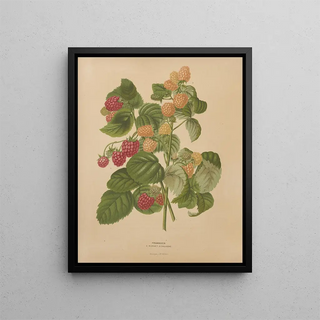 Abraham Jacobus Wendel - Nederlandsche flora en pomona Pl46.webp