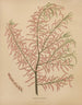 Flore holandesa y Pomona PL56 - Abraham Jacobus Wendel — vista de la obra
