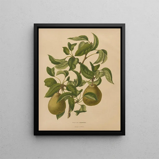 Abraham Jacobus Wendel - Nederlandsche flora en pomona Pl59.webp