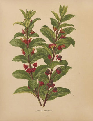 Abraham Jacobus Wendel - Nederlandsche flora en pomona Pl60.webp