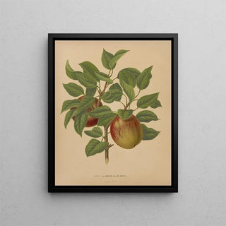 Abraham Jacobus Wendel - Nederlandsche flora en pomona Pl75.webp