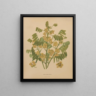 Abraham Jacobus Wendel - Nederlandsche flora en pomona Pl78.webp