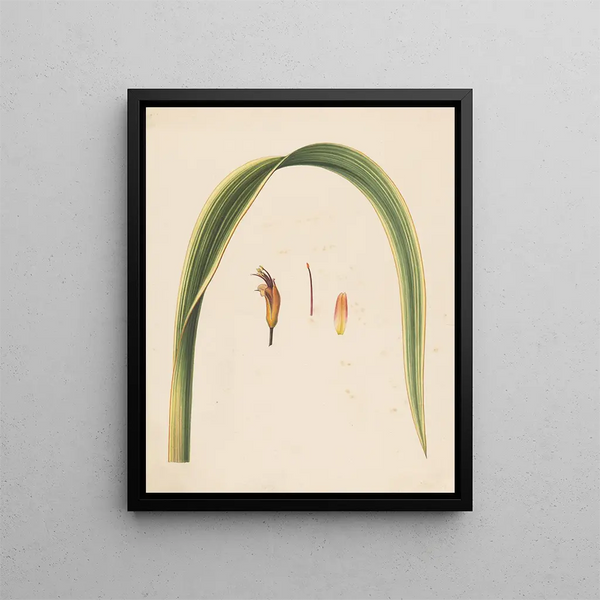 Estudio de una hoja y una flor - Abraham Jacobus Wendel — cuadro enmarcado en la pared