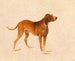 Perro de caza - Adalbert Stifter — vista de la obra