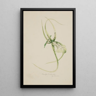 Adolf Schrdter - Orchidee Brassia Brachiata Guatemala.webp