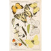 Deutsche Schmetterlingskunde for beginners with a collection guide Pl04 - Adolf Speyer — artwork view
