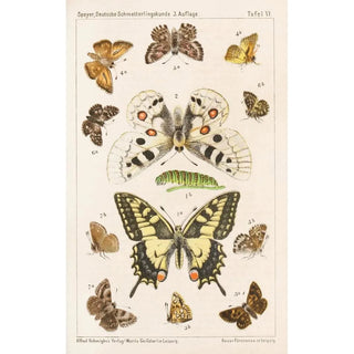 Adolf Speyer - Deutsche Schmetterlingskunde fr Anfnger Nebst einer Anleitung zum Sammeln Pl05.webp