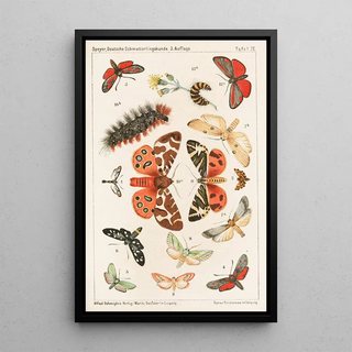 Adolf Speyer - Deutsche Schmetterlingskunde fr Anfnger Nebst einer Anleitung zum Sammeln Pl08.webp