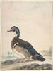 A duck - Aert Schouman — artwork view