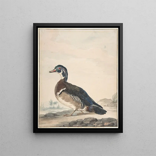 Aert Schouman - A Duck.webp