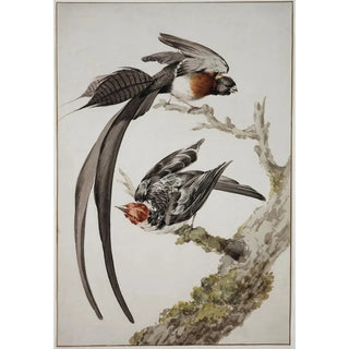 Aert Schouman - A LongTailed Paradise Whydah Vidua paradisaea and a RedCowled Cardinal.webp