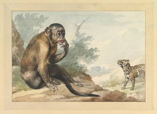 Aert Schouman - A Monkey Sitting on a Rock Looking at a Civet.webp