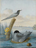 a couple of black terns with nest and egg in a river landscape - Aert Schouman — artwork view
