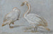 a couple of swans standing, one smoothing its feathers - Aert Schouman — artwork view