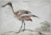 A rosy spatula Platalea ajaja - Aert Schouman — artwork view