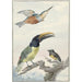 Reproduction of the painting of Three birds: a kingfisher, a Wied's toucan, and an organist - Aert Schouman