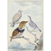 Three birds: two Inca pigeons and a collared cuckoo - Aert Schouman — artwork view