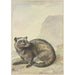 Un extraño gato viverrino - Aert Schouman — vista de la obra