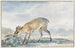 Guinea Jufferbokje or Sylvicapra Grimmia - Aert Schouman — artwork view