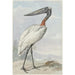 Jabiru Jabiru mycteria - Aert Schouman — artwork view