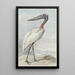 Jabiru Jabiru mycteria - Aert Schouman — framed artwork on a wall