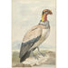 Vautour pape Sarcoramphus papa - Aert Schouman — artwork view