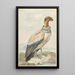 Vautour pape Sarcoramphus papa - Aert Schouman — framed artwork on a wall