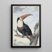 Toucan à bec rouge - Aert Schouman — framed artwork on a wall