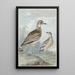 Dos garzas - Aert Schouman — cuadro enmarcado en la pared
