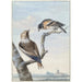 dos pájaros, un picogordo Coccothraustes coccothraustes y un pinzón norteño Fringilla montifringilla - Aert Schouman — vista de la obra