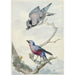 Reproduction of the painting of Two Birds: A Blue Jay and a Purple-breasted Cotinga - Aert Schouman