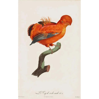 After Jacques Barraband - Le Coq De Roche Male Male CockOfThe Rock.webp