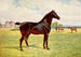 Doble campeón semental poni Berkeley Modelo - Después de Penry Powell Palfrey — vista de la obra