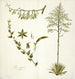 Agave foetida - Nikolaus Joseph Freiherr von Jacquin — vista de la obra