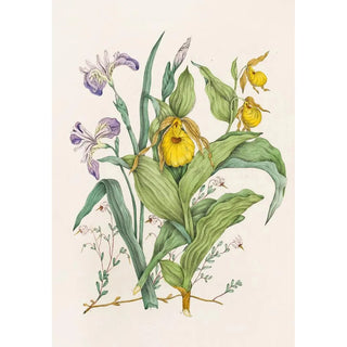 Agnes Fitzgibbon - Yellow Ladys Slippers Large Blue Flag Small Cranberry.webp