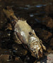 Decaying Sander by Akseli Gallen-Kallela — dead fish with exposed skeleton in dark water