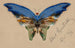 Blue Butterfly Painting - Albert Bierstadt — artwork view