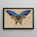 Blue Butterfly Painting - Albert Bierstadt — framed artwork on a wall