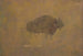 Buffalo in a Sandstorm - Albert Bierstadt — artwork view