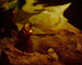 La Tempête - Albert Pinkham Ryder — artwork view