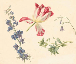 Albertus Jonas Brandt - Bloemstudies.webp